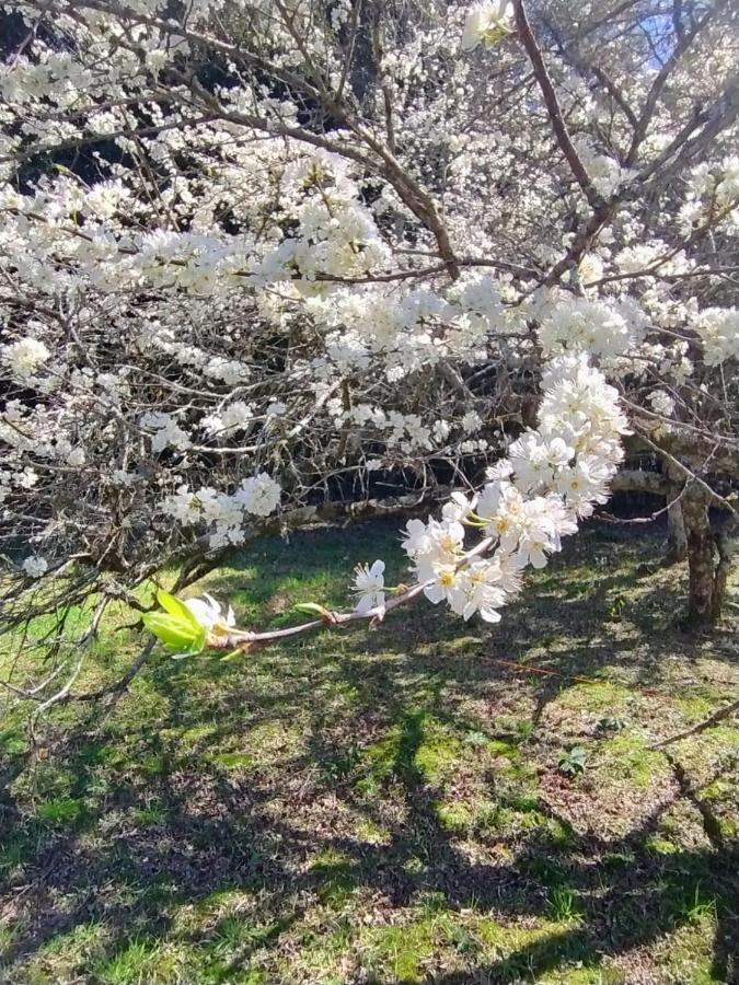 Medieval Village Lofts - B&B Canela