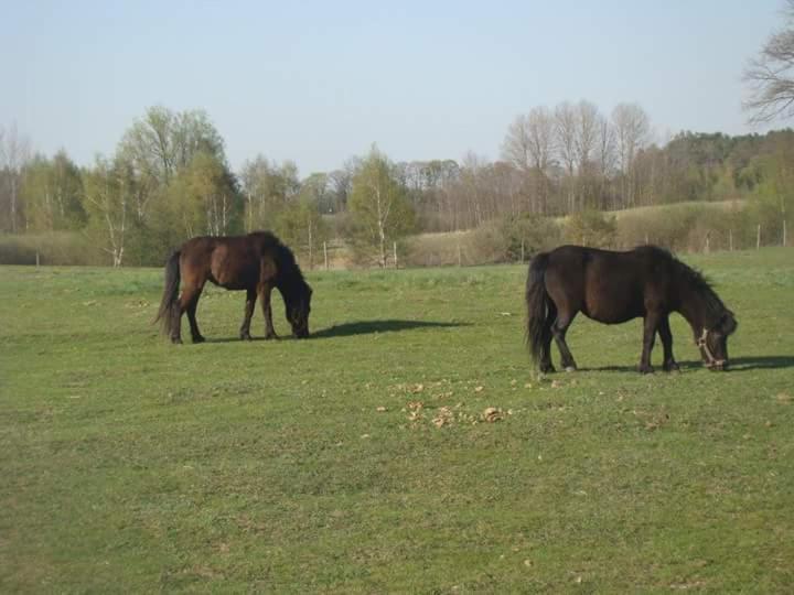 Gospodarstwo Agroturystyczne Leśna Polanka - B&B