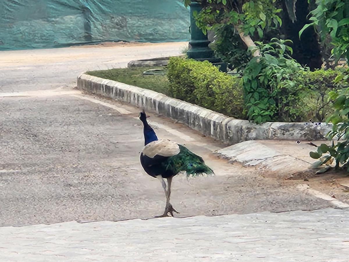 Cocoa Bliss - B&B Mānesar