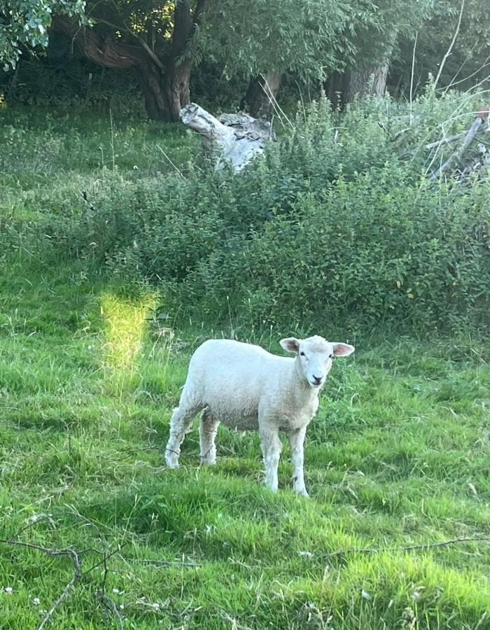 Dune Delight - B&B Camber