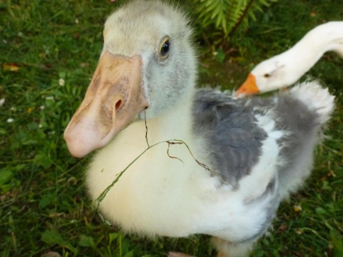 Palacio de Arredondo - B&B Gama