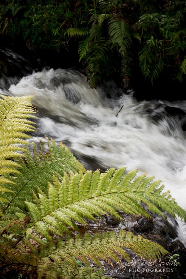 B&B Ohakune - Frankie & Hugh's - Bed and Breakfast Ohakune