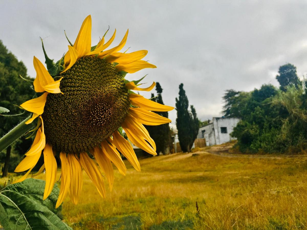 The Barn, at Glenora Avenue - B&B Somerset West