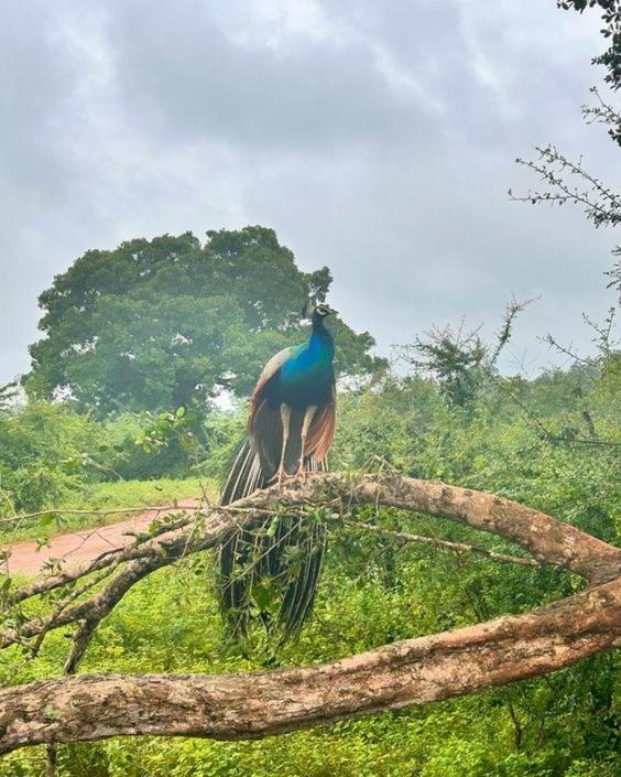 Elephant lodge - B&B Udawalawa