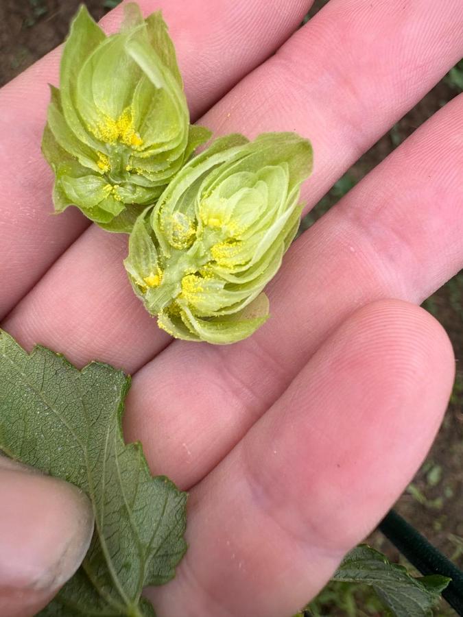 Agriturismo Crak Tenuta Bembo - Ferienwohnung Curtarolo