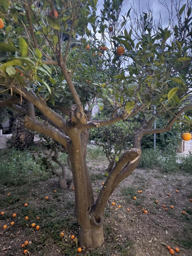 Filippos Agean Nest - B&B Lakkí