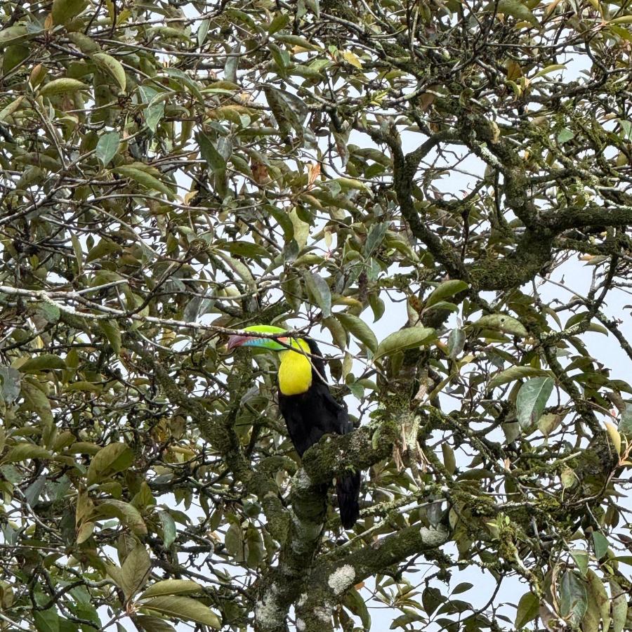 Cabaña Gerya - B&B Chachagua