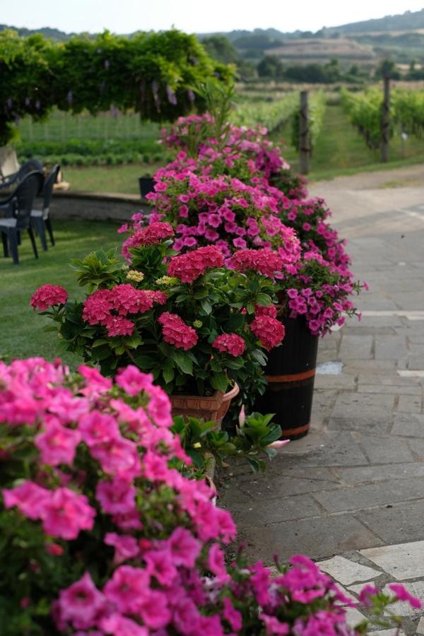 Agriturismo Bisenzio - B&B Capodimonte