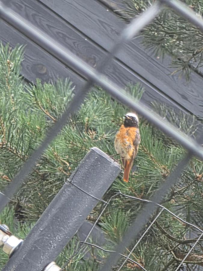 W Olchach - lokal Brzózka - B&B Wiktorowo