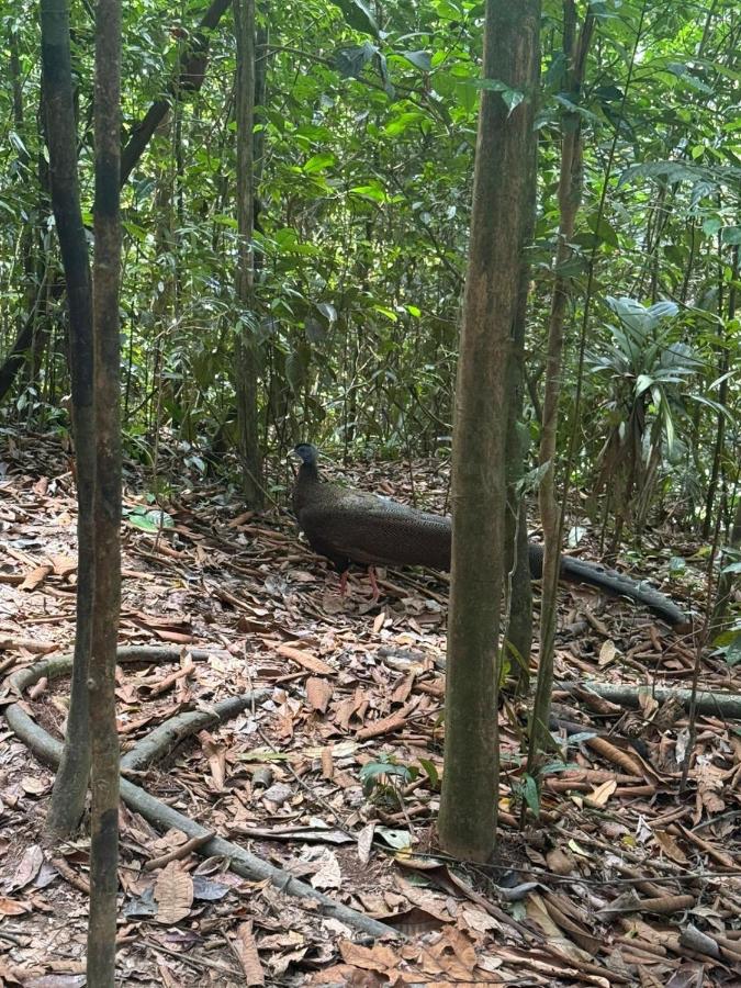 Sumatra Orangutan Tours Orangutan Trekking with Airport Pick Up Drop Off and Accommodation Trekking Required for All Bookings - Chambres d'hôtes Bukit Lewang