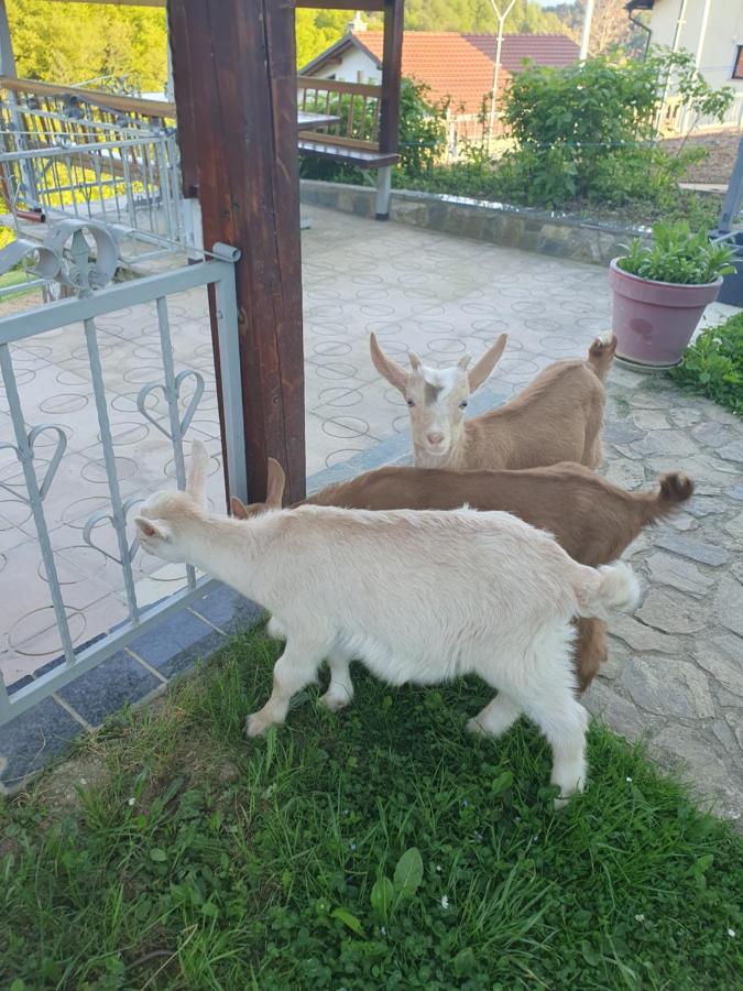 Farrmhouse with Goats and Garden - Chambres d’hôtes Frankolovo