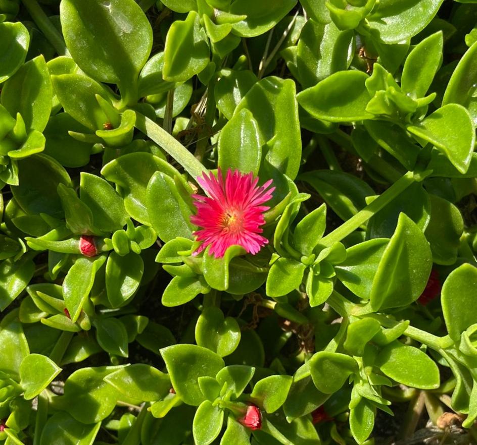 Spacious n comfortable Aloe Vera farm house - Bed and Breakfast Chios