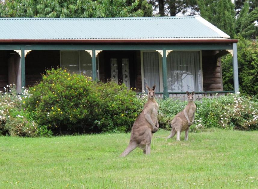 B&B Mount Victoria - Cedar Lodge Cabins - Bed and Breakfast Mount Victoria