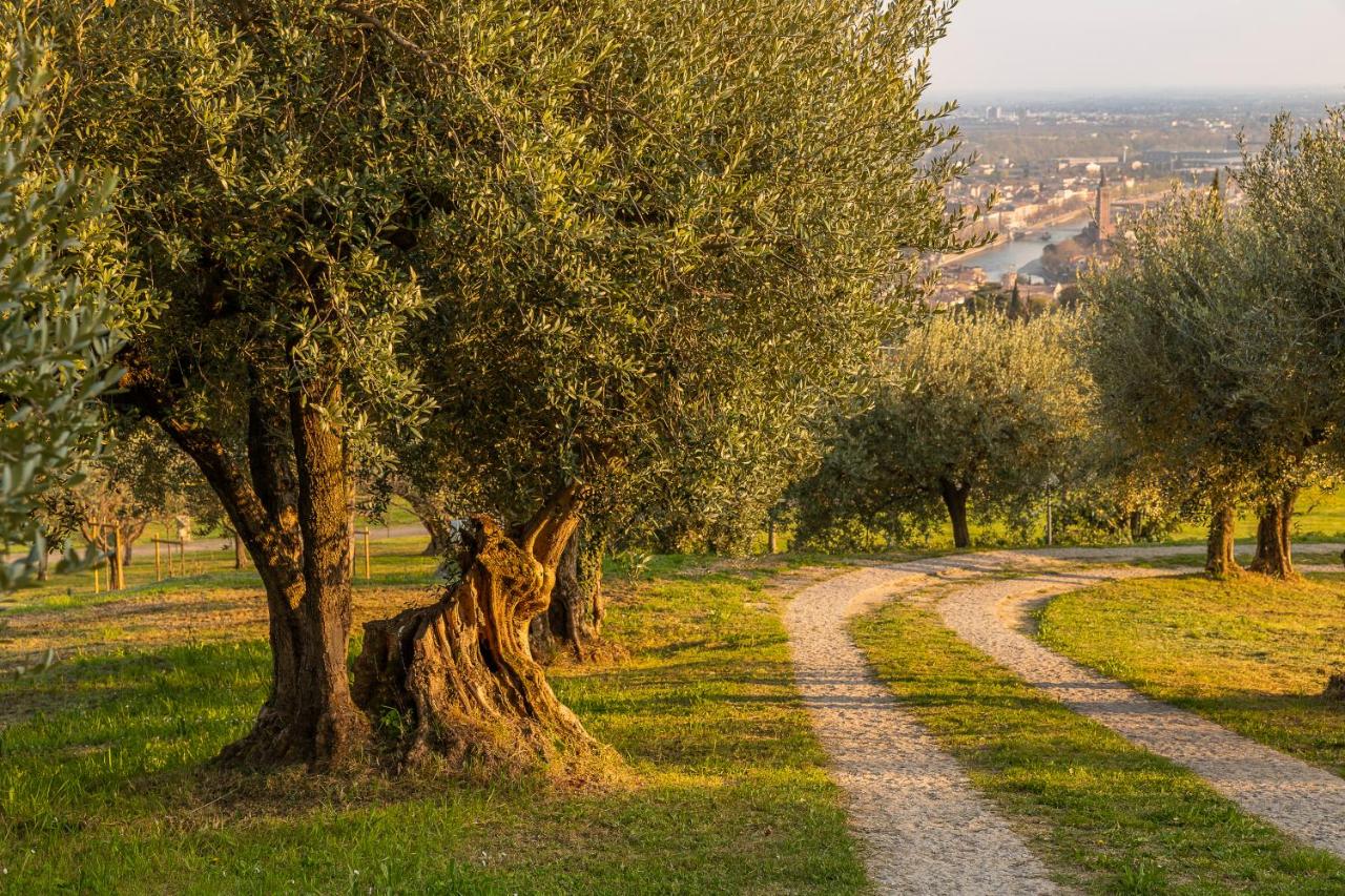 Collina degli Ulivi Verona - B&B Verona