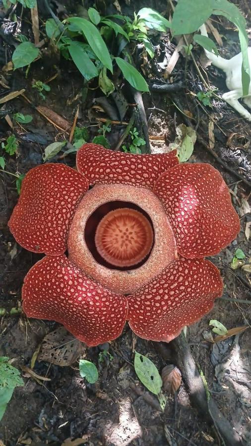 Jungle Edie Guesthouse & Jungle Trekking - Bed and Breakfast Bukit Lewang