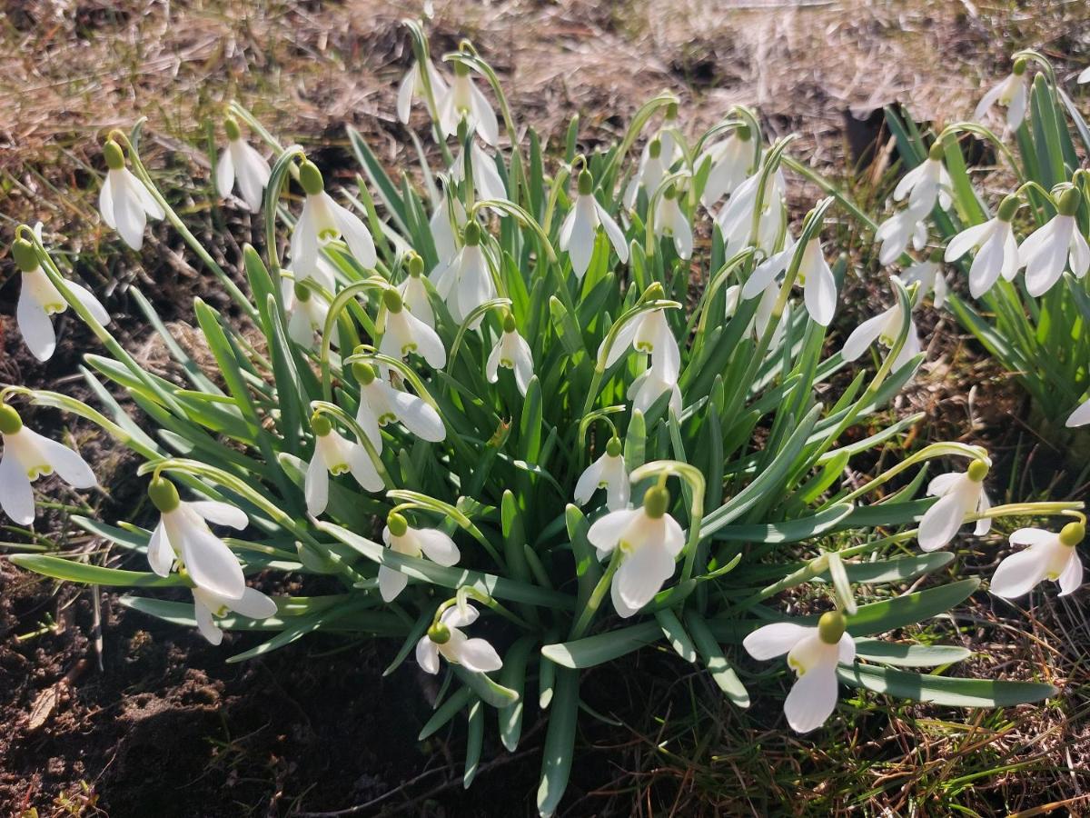 Pauna Puhkemajad - B&B Tori