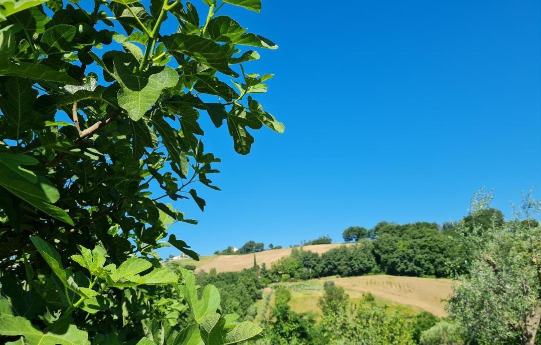 B&b Verdi Colline - B&B Serra de' Conti