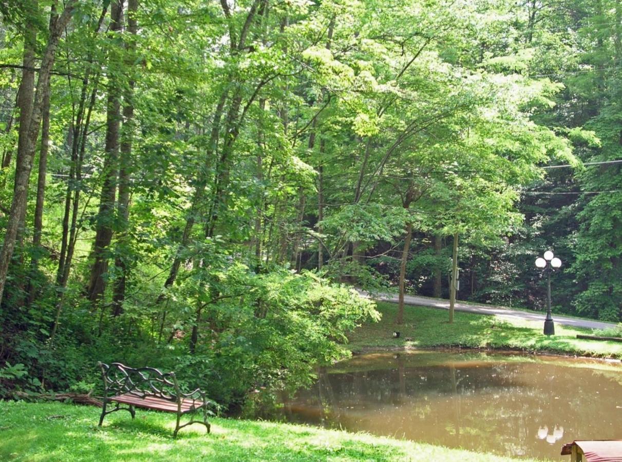 Duck Pond- Daily Bear Visits - B&B Gatlinburg