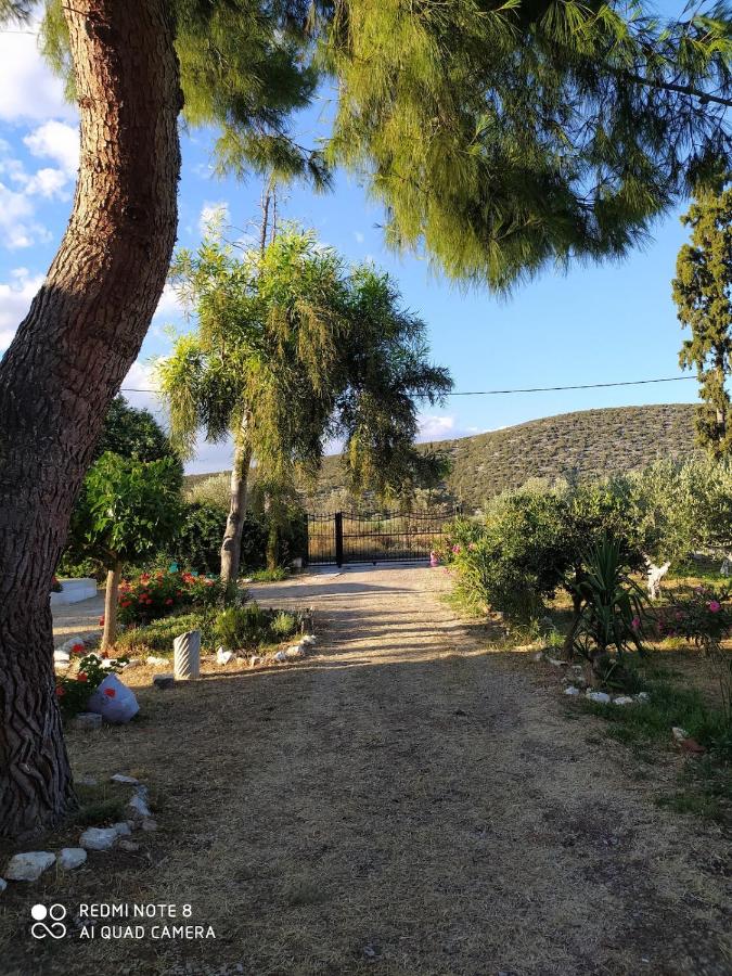 Perivoli, Olive & Pomegranate orchard - B&B Ermioni