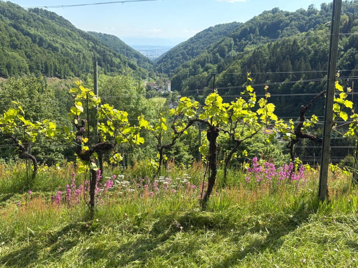 Der Manfred & die Seinen - Urlaub im Weingarten - Chambres d'hôtes Kirchschlag bei Linz