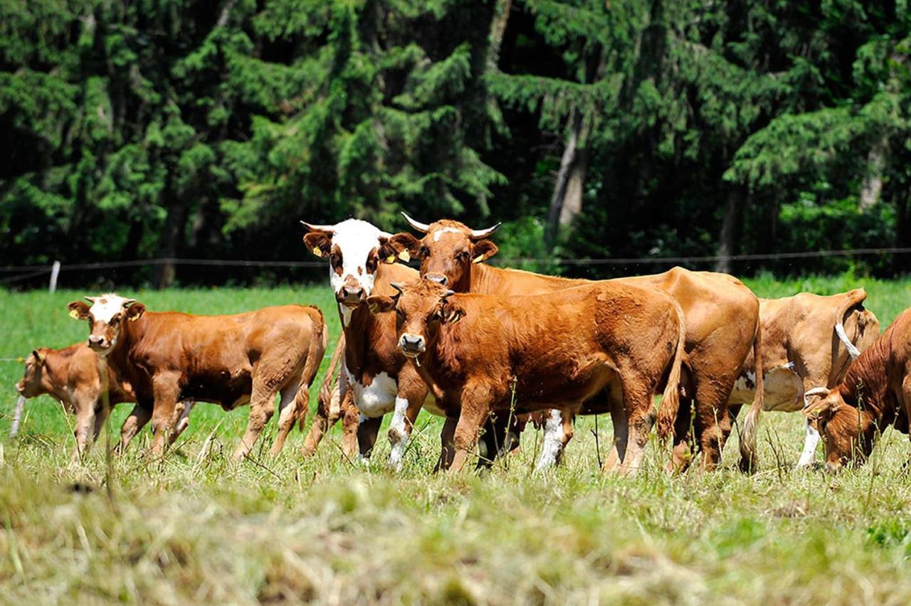 Riehle Hof - Bed and Breakfast Zell am Harmersbach