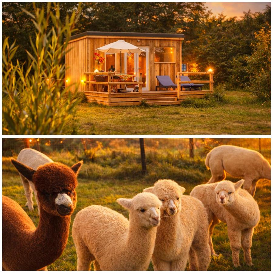 Dartmoor Reach Alpaca Farm - B&B Bovey Tracey