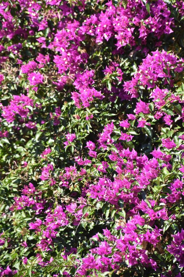 Azienda Agrituristica Biologica Il Querceto - B&B Santa Severina