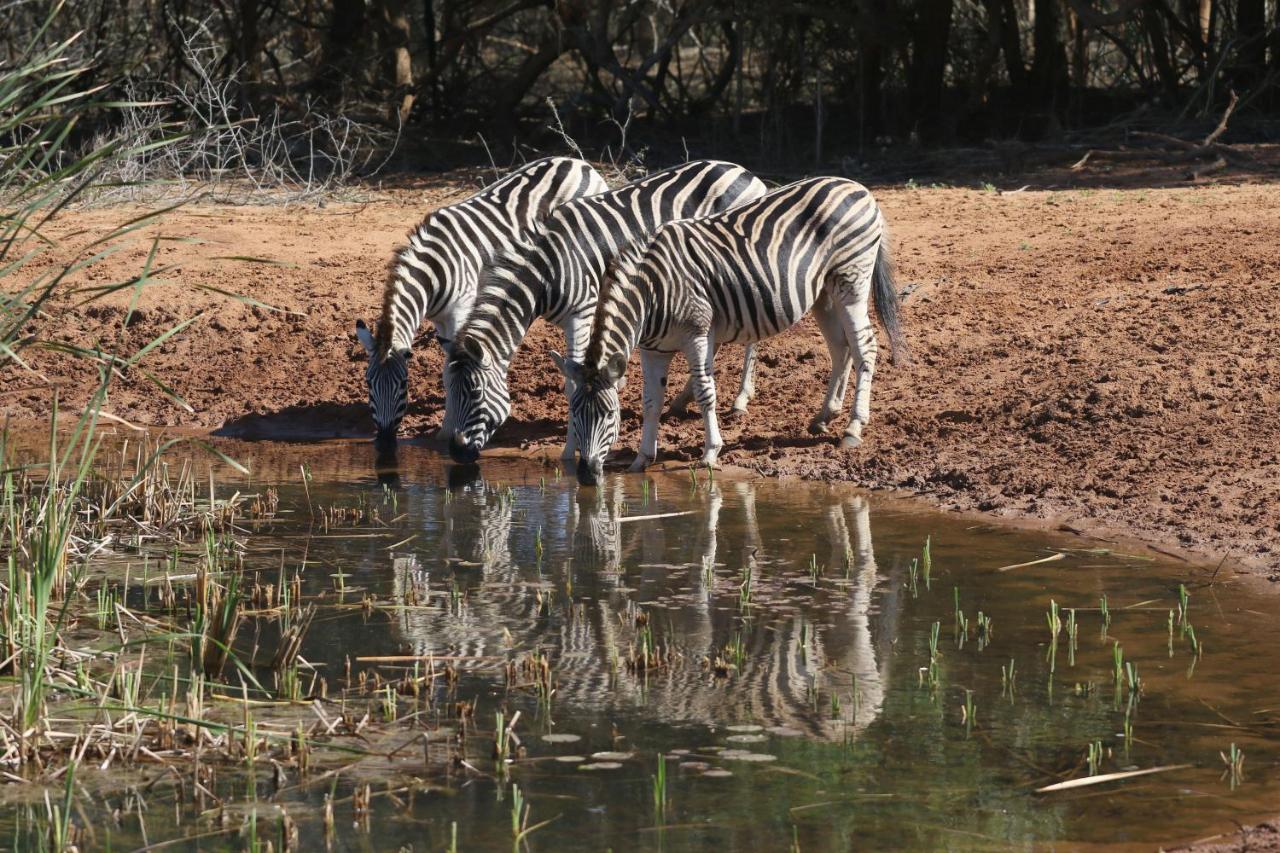 B&B Hluhluwe - Bushbaby Lodge & Camping - Bed and Breakfast Hluhluwe