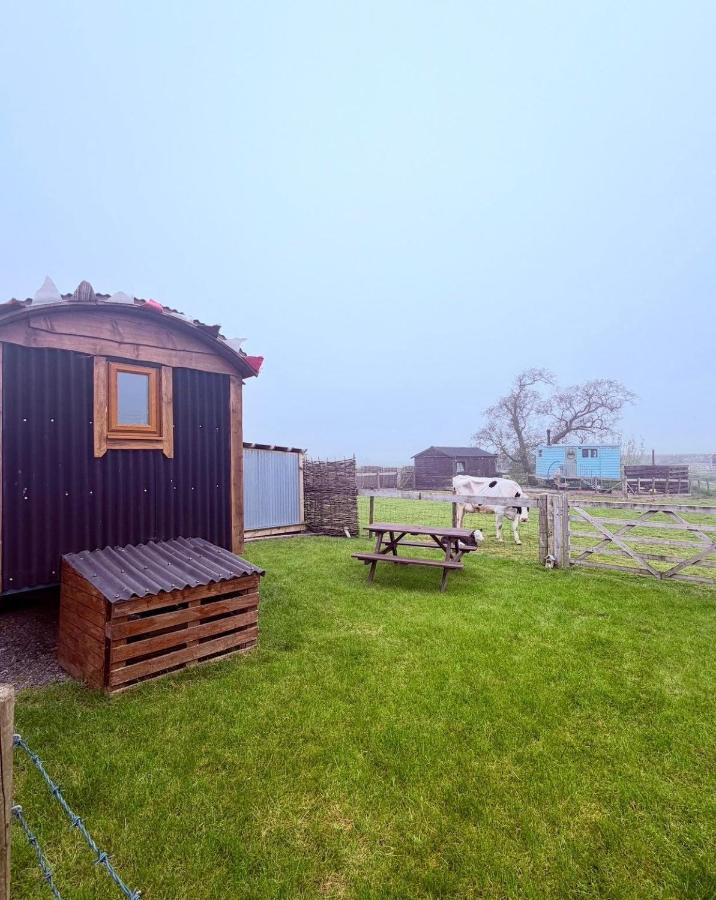 The Black Sheep Shepherd's Hut - B&B Prestrie
