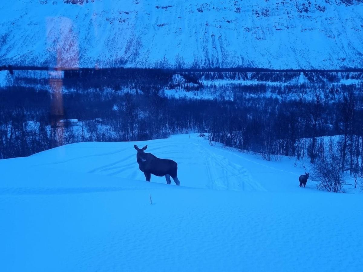 Stormo Cottage - B&B Tromsø