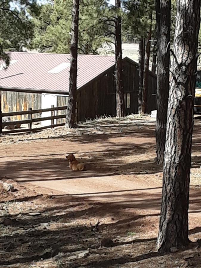 Grand Canyon Cottage at Historic Wrigley Ranch with Horseback Riding & Hiking - Chambres d'hôtes Parks