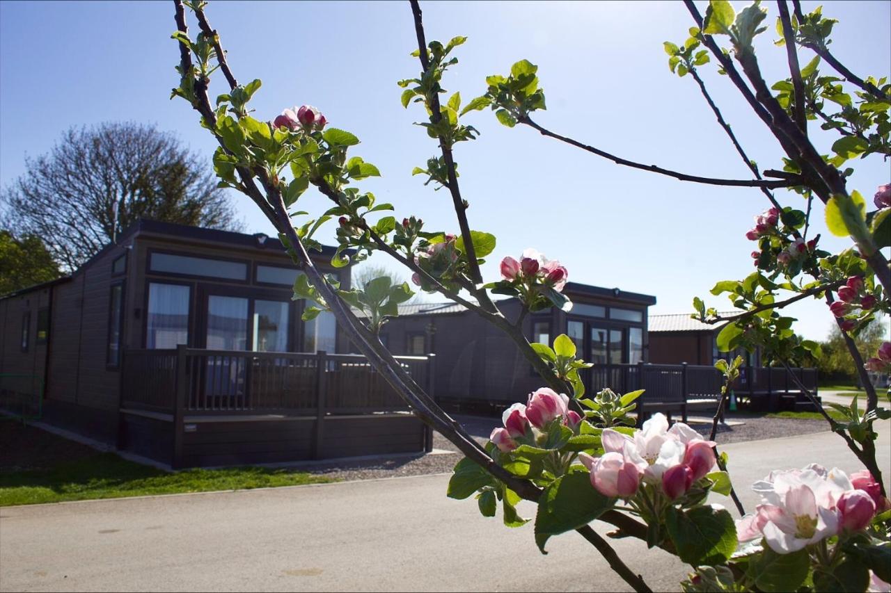 Cherry Laurel - B&B Skegness