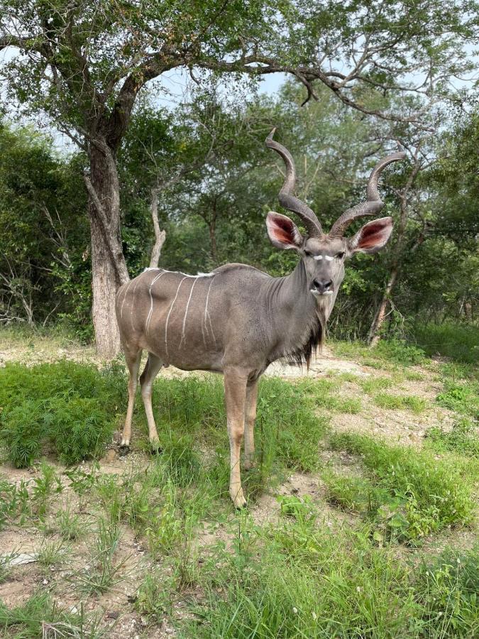 Marlove Cottage - Pool - Free-Roaming Wildlife - B&B Marloth Park