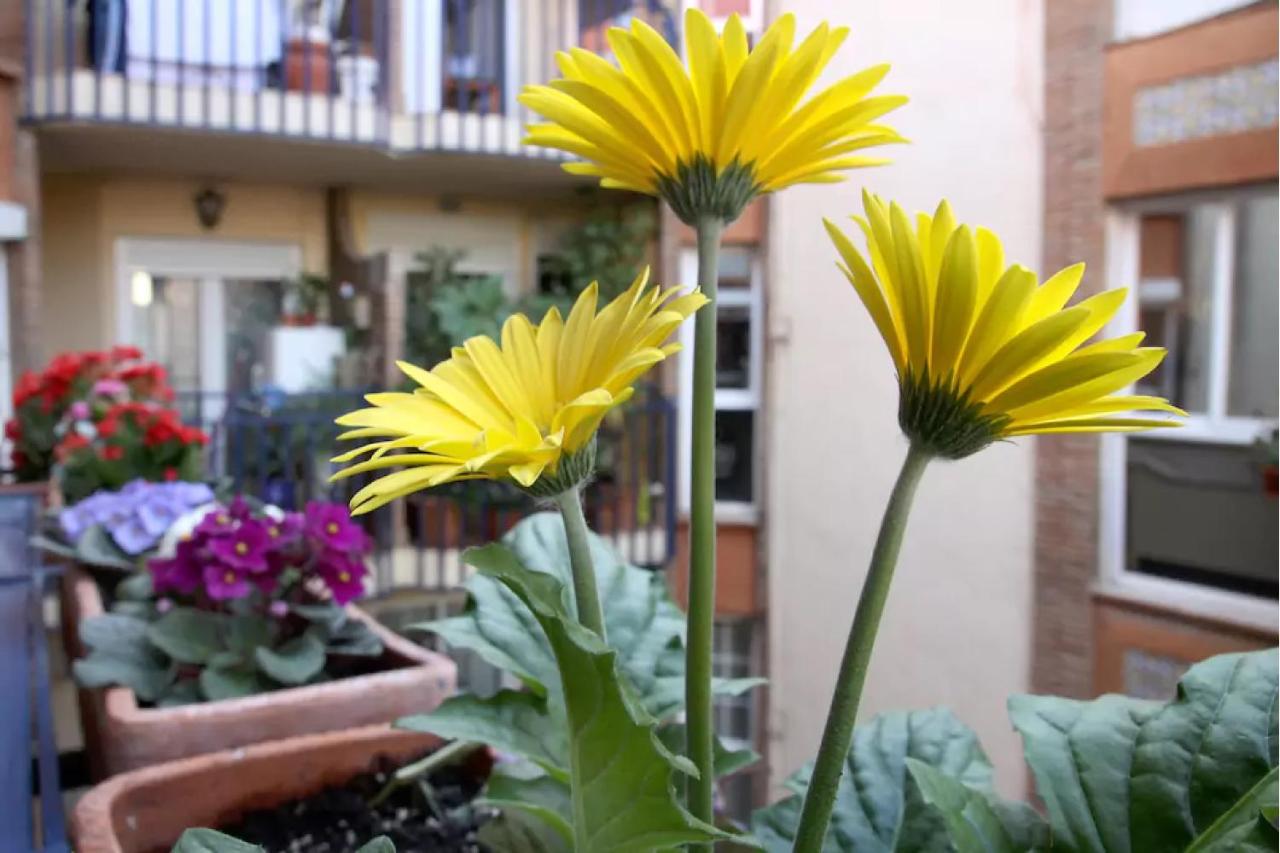 Apartamento Azahara - B&B Córdoba