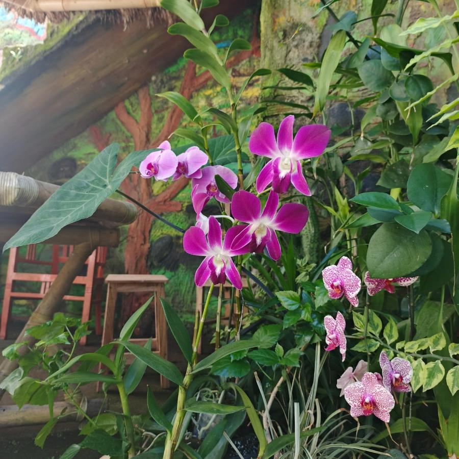 Pondok Diana - B&B Joyosari