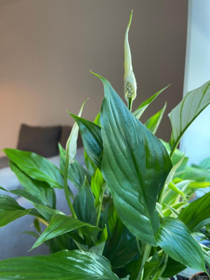 Apartment in the City center - B&B Viena