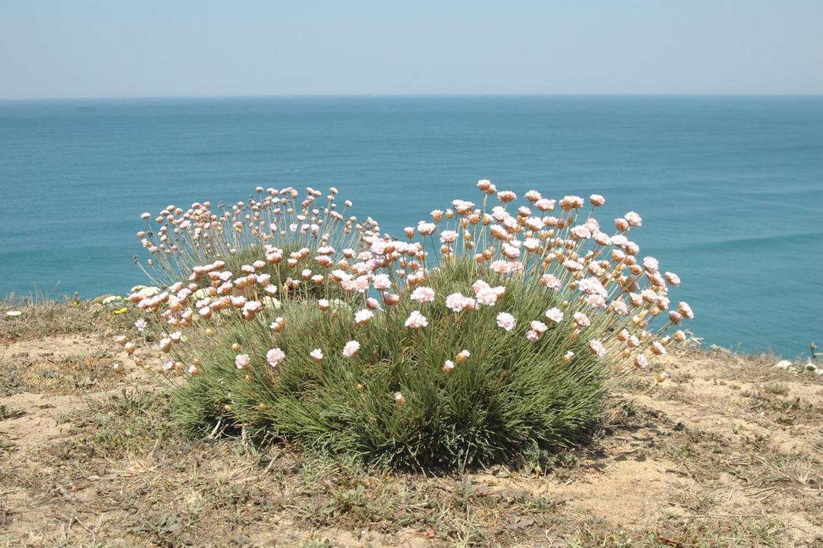 YOLO - Ocean and Nature Shelter - B&B Aljezur