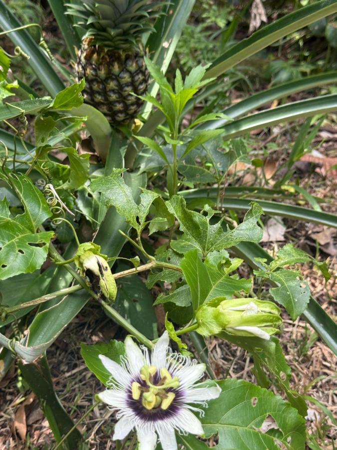 Aqeel cabin in the nature - B&B Penonomé
