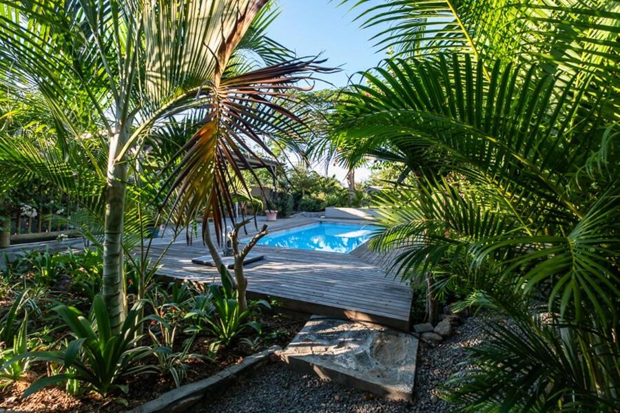 Blue Zebra - Le Jardin d'Antoinette - B&B Grande Rivière Noire