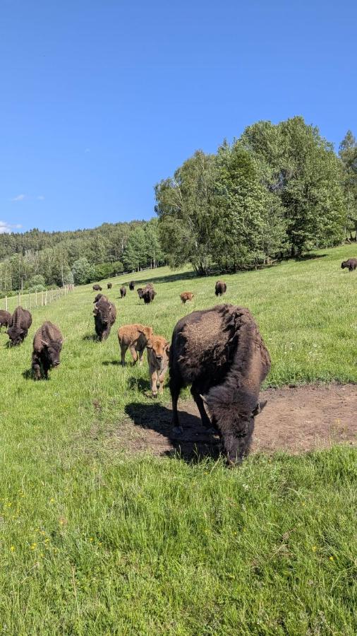 Caldisfarm Bison Lodge I Charmante Ferienwohnung im Landhausstil - Chambres d'hôtes Kašperské Hory