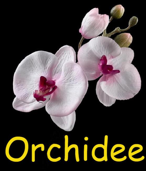 Orchidee - B&B