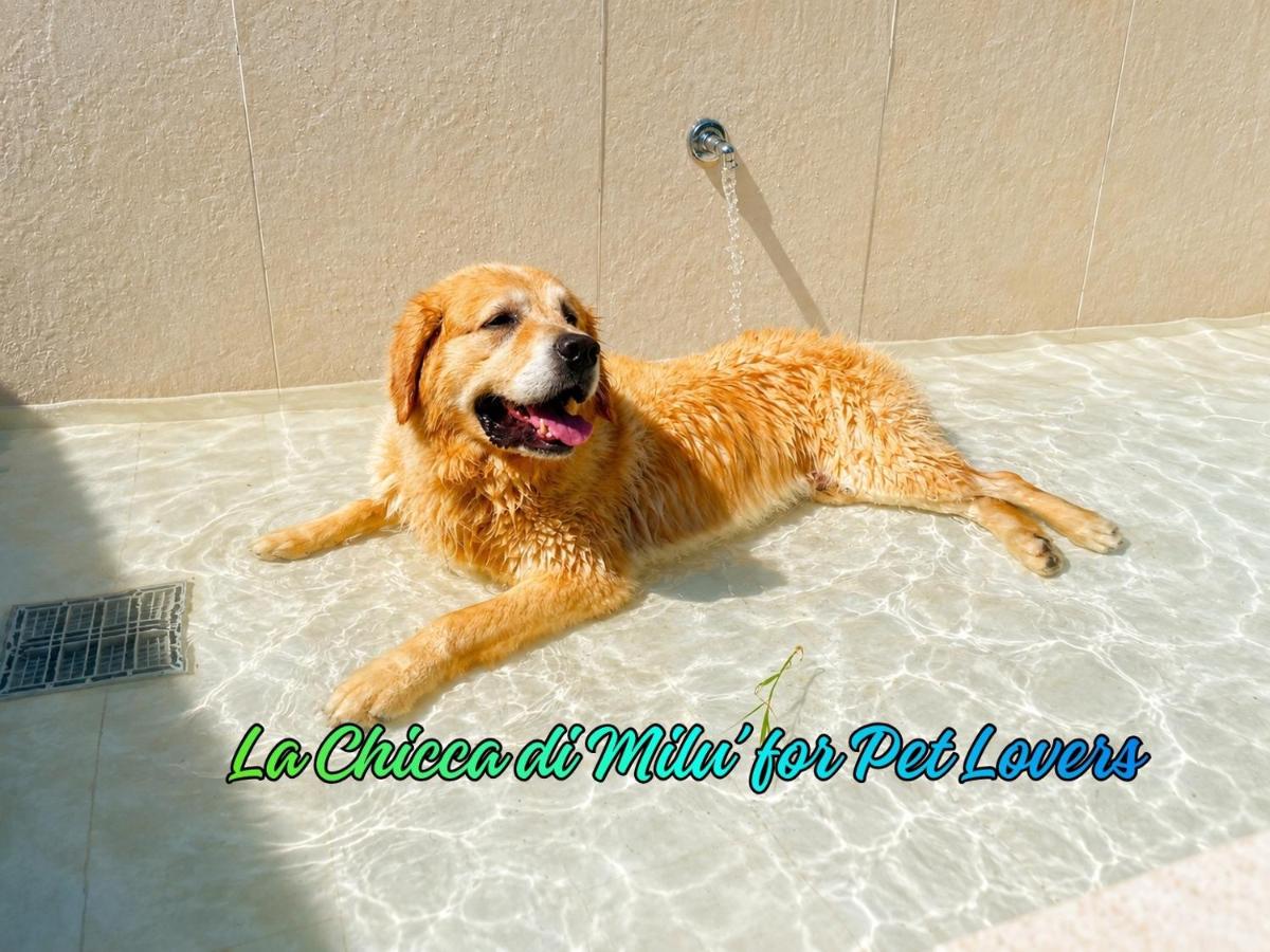 B&B La Chicca di Milu' for Pet Lovers, un'oasi pet-friendly tra mare e campagna - B&B Alcamo