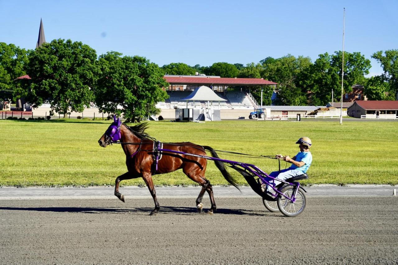 Brown horse with purple harness trots at pet-friendly Parkway House Goshen Bed and Breakfast Suite 1 in Goshen, NY.