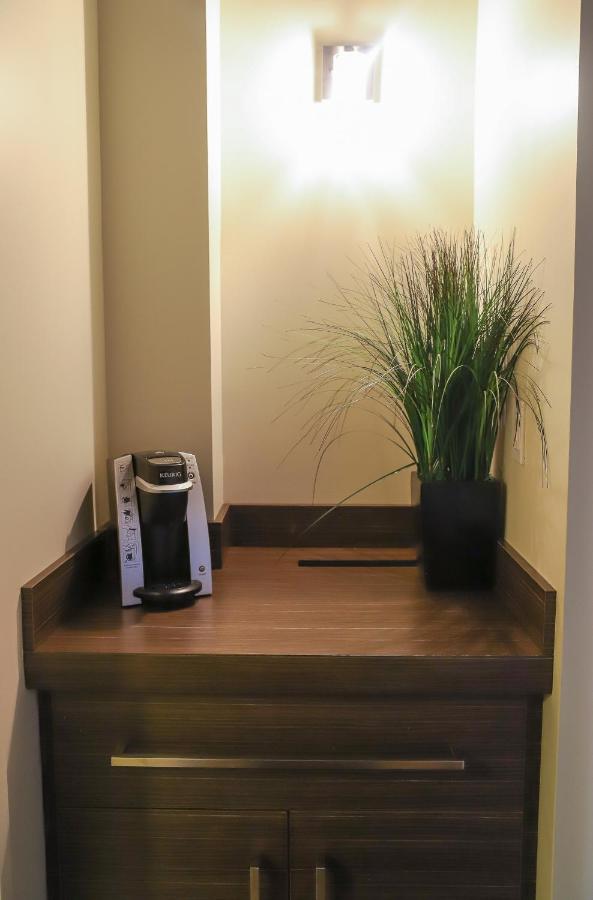 Black potted plant with long green leaves sits on counter at dog-friendly Complexe Hotelier Le 55 in Becancour, QC.
