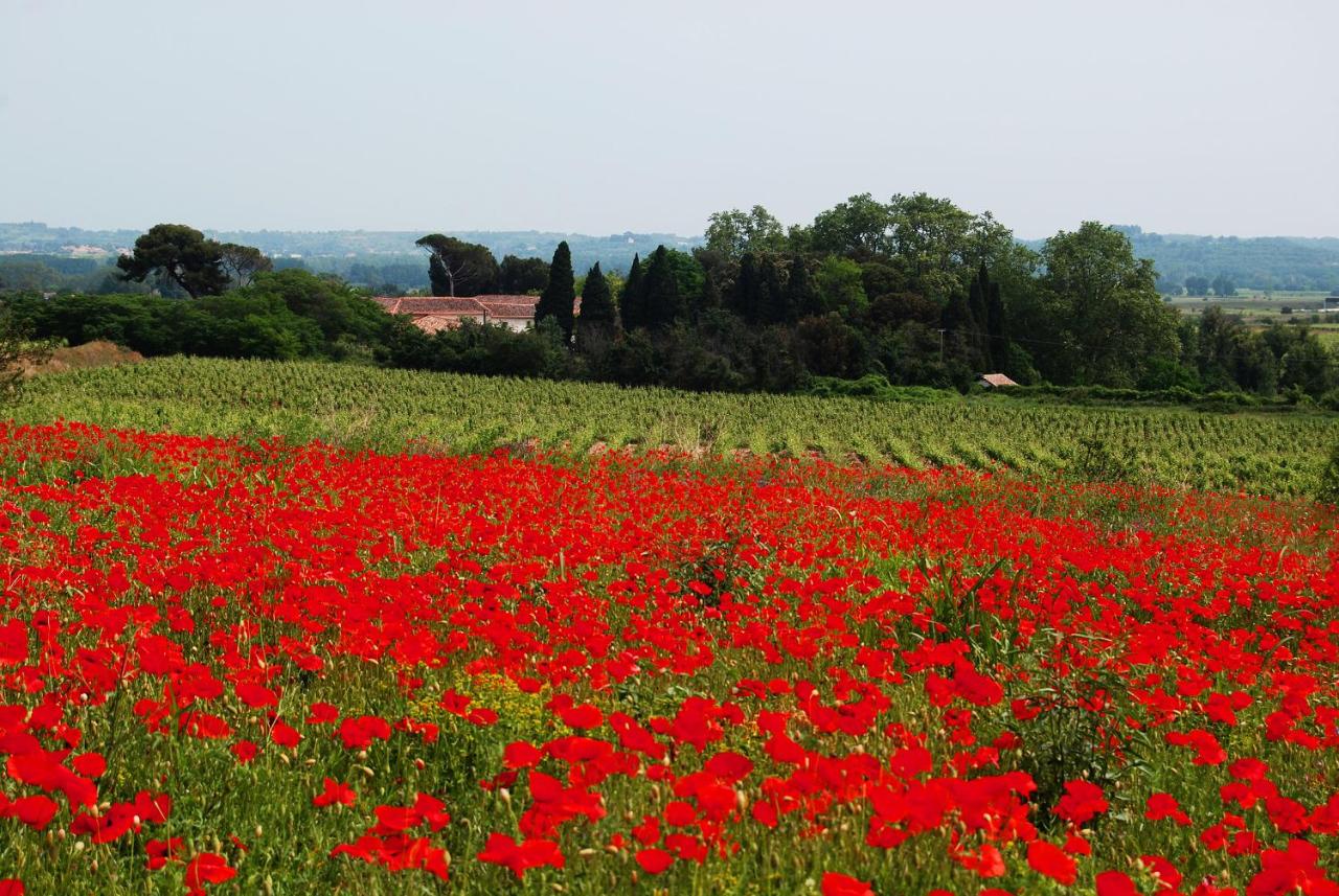 B&B Nizas - Domaine Saint Ferreol - Bed and Breakfast Nizas