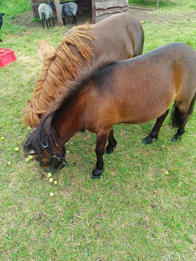 Brown pony wearing a black halter grazes at dog-friendly Gospodarstwo Agroturystyczne Na Mazurach in Jerutki.