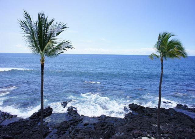 Kona Reef D37 - B&B Kailua-Kona