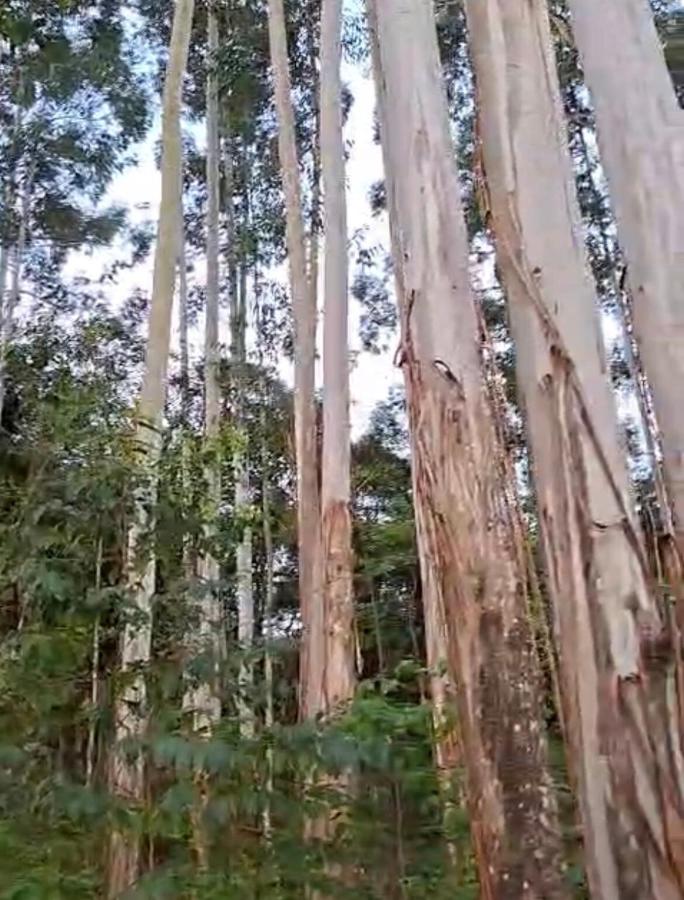 Refúgio Nárnia uma experiencia junto a natureza - B&B Nova Petrópolis