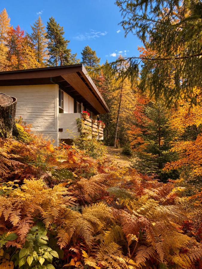Ca'Mugo, a chalet in the magic woods, near Cortina - Chambres d'hôtes Borca di Cadore