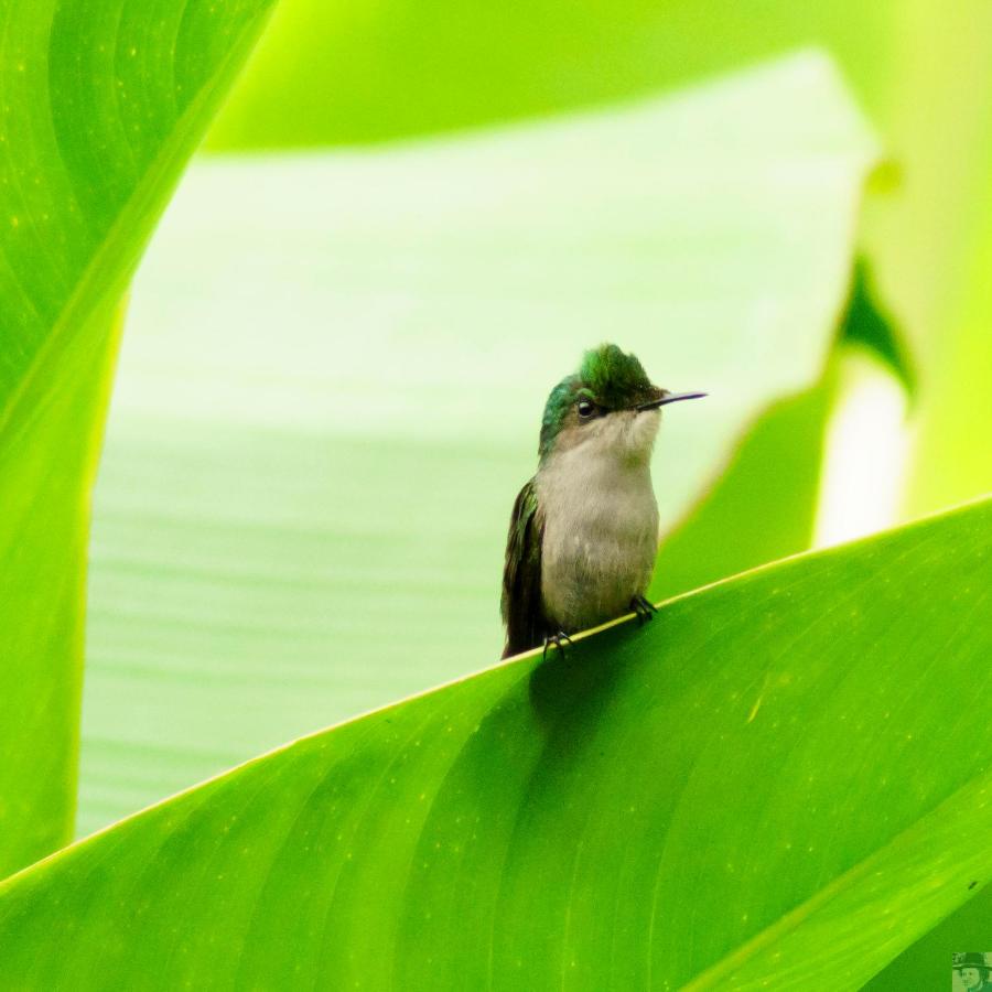 Chalet con 1 Camera da Letto